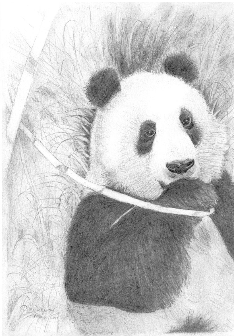 Pandabaer  (Bild 84)